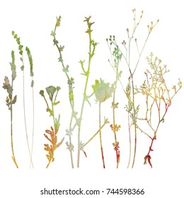 Vector illustration wild flowers  herbs   grasses Thin  lines silhouettes different plants    chicory  yarrow  dill  queen anne lace  Watercolor texture in  pastel colors florals white 
