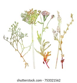 Vector illustration wild flowers  herbs   grasses  Different plants    chicory  yarrow  dill  queen anne lace  Watercolor texture in soft pastel colors florals white background  
