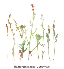 Vector illustration wild flowers