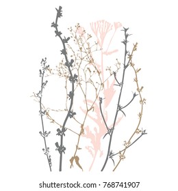 Vector illustration wild flowers  herbs   grasses Thin delicate lines silhouettes different plants    chicory  yarrow  dill  queen anne lace  Soft pastel colors  isolated white background