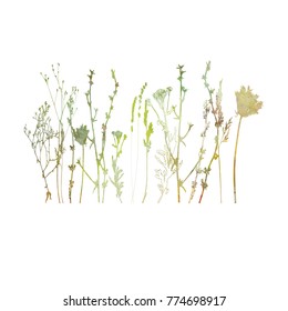 Vector illustration wild flowers  herbs   grasses Thin delicate lines silhouettes different plants    chicory  yarrow  dill  queen anne lace  Watercolor textured florals white background 