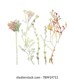 Vector illustration wild flowers  herbs   grasses Thin delicate lines silhouettes different plants    chicory  yarrow  dill  queen anne lace  Watercolor textured florals white background 
