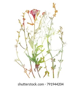 Vector illustration wild flowers  herbs   grasses Thin delicate lines silhouettes different plants    chicory  yarrow  dill  queen anne lace  Watercolor textured flowers white background 
