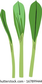 Vector illustration of wild garlic in cartoon simple flat style isolated on white background. Healthy food concept.