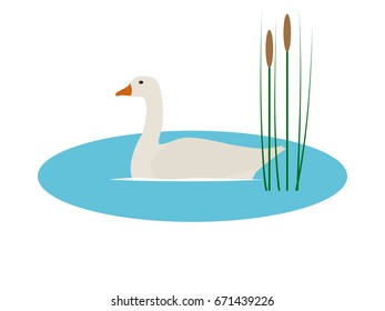 Vector illustration of a wild goose in a pond with reeds. Isolated white background. Flat style. A wild bird floats on the water.