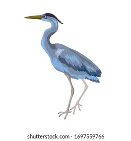 Vector illustration of wild gray heron stands isolated on white background