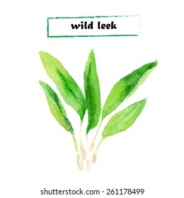 Vector illustration of wild leek on white background.