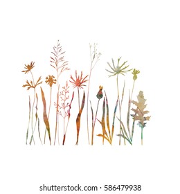 Vector illustration of wild meadow flowers, herbs and grasses.Thin delicate line silhouettes of different plants - johnson's grass, cornflowers, thistles in watercolor style. 
