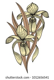 vector illustration of wild Orchid flowers. Detailed Awesome Orchid in sketch style. Vector elegant  floral exotic illustration with orchid and leaves. Isolated on white background