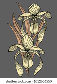 vector illustration of wild Orchid flowers. Detailed Awesome Orchid in sketch style. Vector elegant  floral exotic illustration with orchid and leaves Isolated on grey background