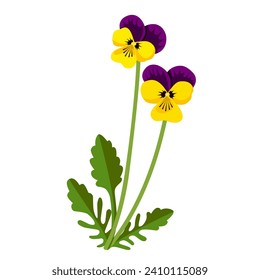 Ilustración vectorial, Pansia salvaje o Viola tricolor, aislada en fondo blanco.