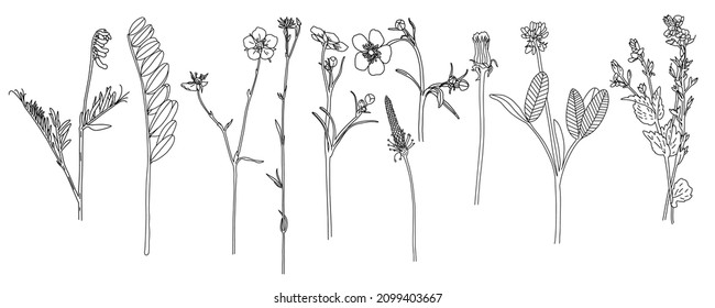 Vector illustration with wild plants: line doodle botanical herbarium