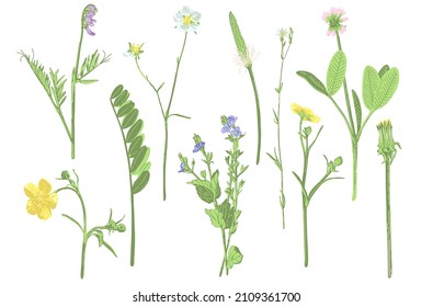 Vector illustration with wild plants: realistic colorful botanical herbarium