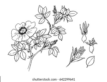 Vector Illustration Of A Wild Rose Bush, Flower And Leaves