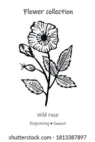 Vektorgrafik einer wilden Rose. Wilde Rose, Vektorgrafik. Gravur einer wilden Rose. Blumengrafik. Schwarz-Weiß-Blume.	