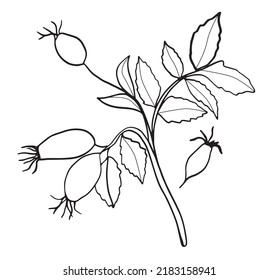 Vector illustration of wild rose. Sketch of berries and leaves, drawing on a white background.