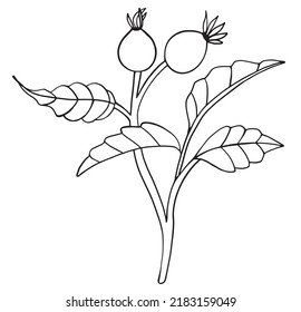 Vector illustration of wild rose. Sketch of berries and leaves, drawing on a white background.
