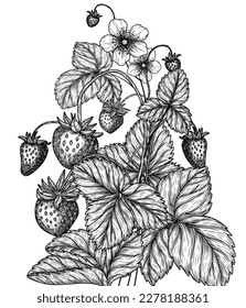 Vector illustration of a wild strawberry bush in engraving style