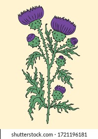 Ilustración vectorial de la flor silvestre de cardo con brotes
