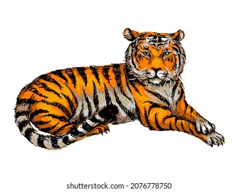 Vector illustration of wild tiger - symbol of the 2022 year isolated on the white background. Hand drawn tiger sketch - chinese new year symbol.