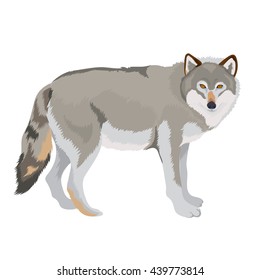 Vector illustration of wild wolf isolated on a white background