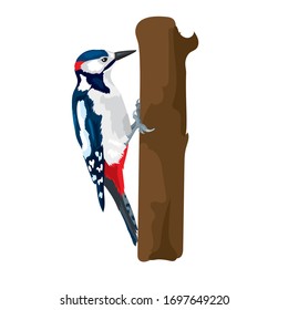 Vector illustration of wild woodpecker isolated on a white background