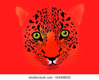 Vector illustration of wildcat background for your design