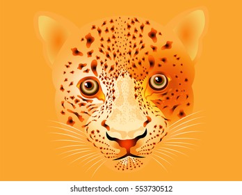 Vector illustration of wildcat for your design