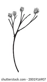 Vector illustration with wildflower. Doodle sketch. 