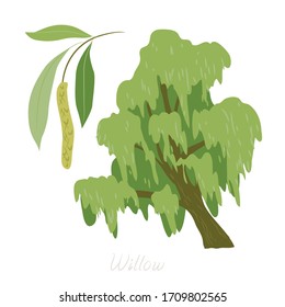 Vector illustration of Willow tree and its parts. 