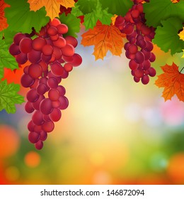 Vector Illustration of Wine Grapes with Leaves