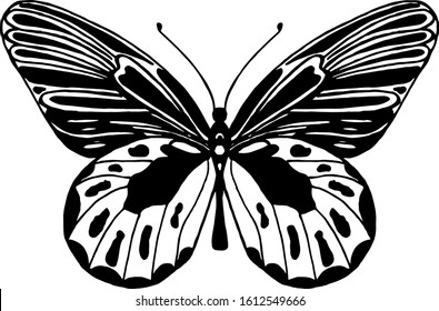 Vector illustration of winged insects. Hand drawn butterfly. Entomology sketch isolated on white. Black and white line art for packaging, logo, label, icon.