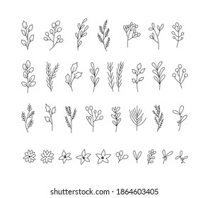 Ilustración vectorial de las plantas invernales: bayas, mistletoe, poinsettias, pino, cedro, abeto azul. Plantas de Navidad dibujadas a mano. Arte de Lina. Adecuado para postales, invitaciones, diseño web.