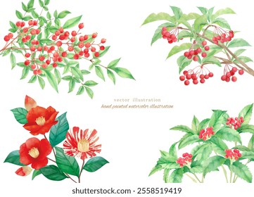 Vector illustration of winter plants painted in watercolor