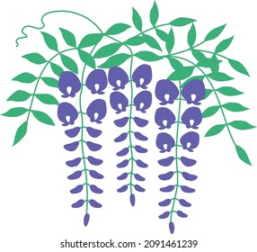 Vector illustration of wisteria flower