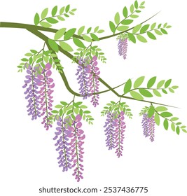 vector illustration of wisteria flower brunch