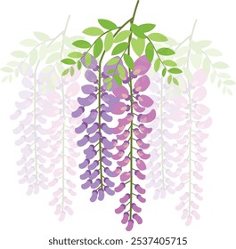 Vector illustration of wisteria flower with leaves