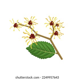 Vector illustration, witch hazel or Hamamelis virginiana, isolated on white background.