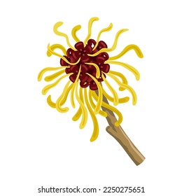 Vector illustration, witch hazel or Hamamelis virginiana, isolated on white background.