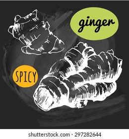 Vector illustration  witn sketch gingeron white background. Outline drawing ginger root. Seasoning for food. Restaurant Design.