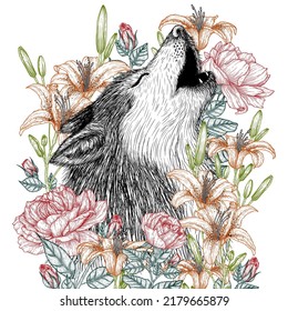 Vector illustration of a wolf in the bushes of roses and lilies in the style of engraving