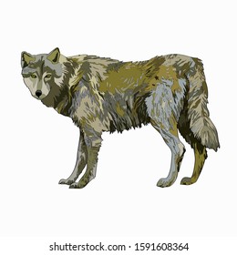 Vector illustration. Wolf. Color image.