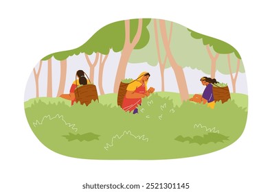 Vector illustration of women in traditional clothes picking tea leaves. The characters carry baskets on their backs while working on a plantation. Flat cartoon style design.