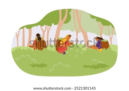 Vector illustration of women in traditional clothes picking tea leaves. The characters carry baskets on their backs while working on a plantation. Flat cartoon style design.