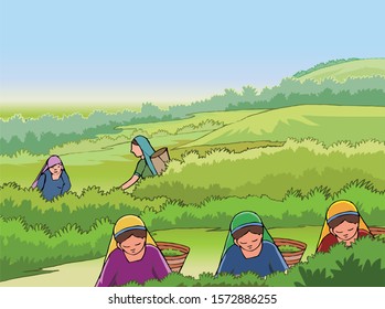 Vector Illustration of Women working in tea garden in India