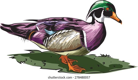 Vector Illustration Of Wood Duck