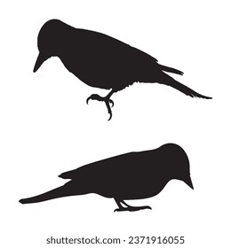 Vector Illustration of Woodpecker Silhouette