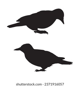 Vector Illustration of Woodpecker Silhouette