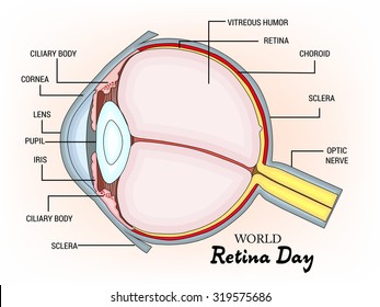 Vector illustration for World Retina Day Background.