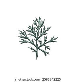 Vector illustration of wormwood leaf: herbaceous plant with green branches. Sketch , Hand drawn. Vintage botanical graphic for botany, medicine. Natural herbal ingredient. Isolated background.